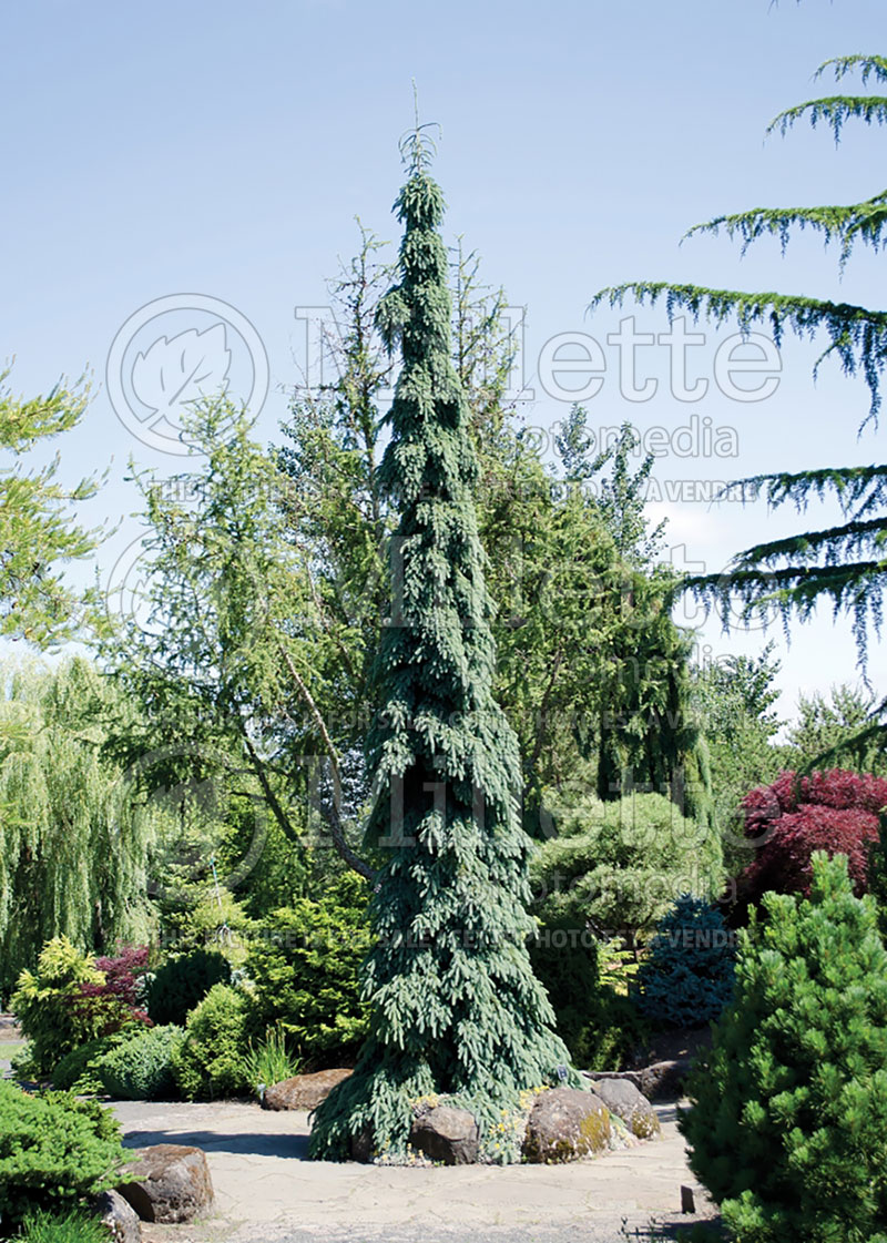 Picea glauca Pendula (Spruce conifer)  9