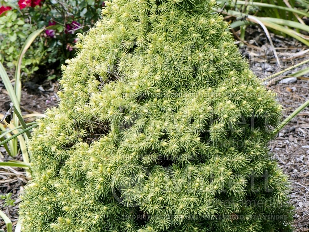Picea Pixie Dust (Norway spruce conifer - épinette) 7
