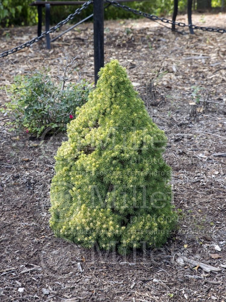 Picea Pixie Dust (Norway spruce conifer - épinette) 3