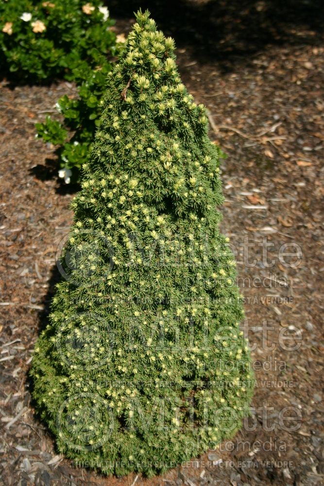 Picea Pixie Dust (Norway spruce conifer - épinette) 5