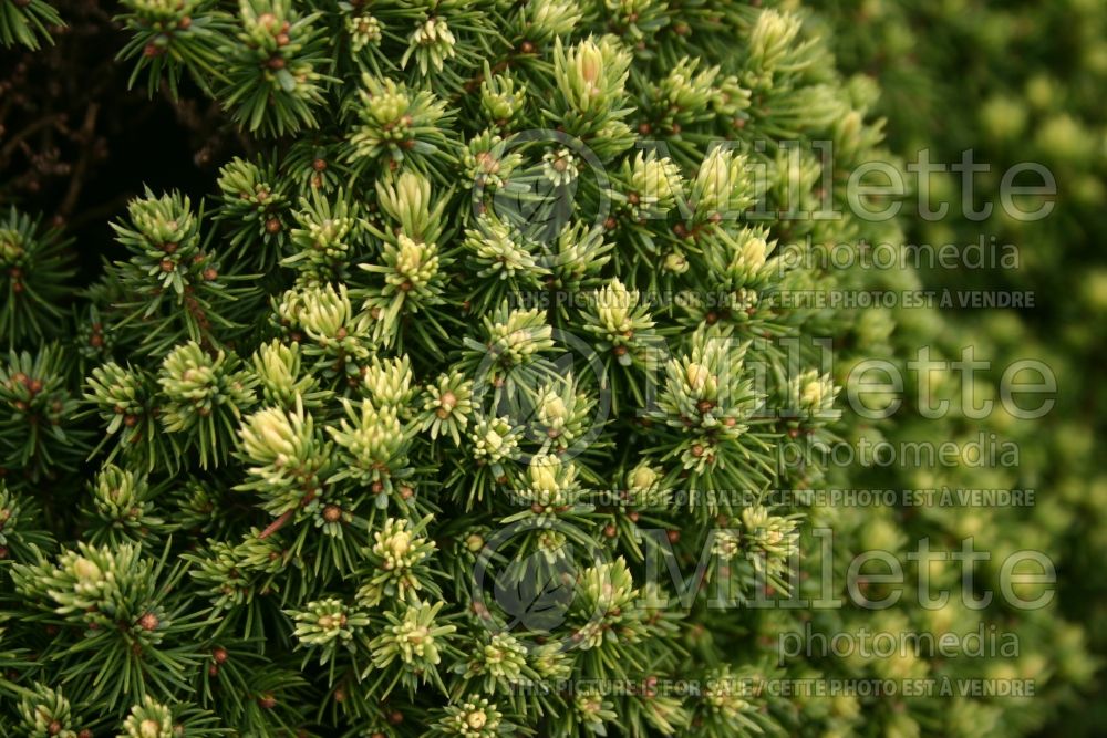 Picea Pixie Dust (Norway spruce conifer - épinette) 8