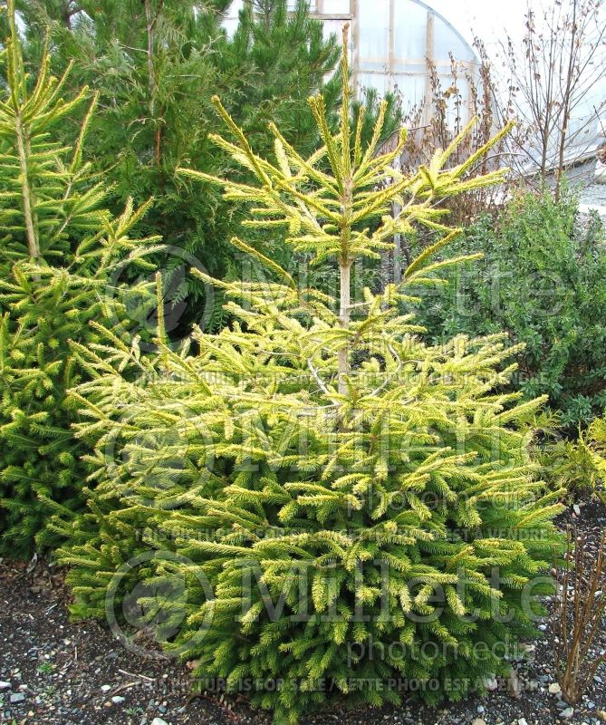 Picea The Limey (Spruce conifer)  4