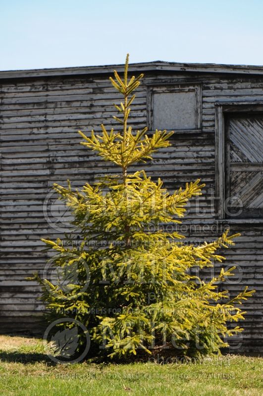 Picea The Limey (Spruce conifer)  2