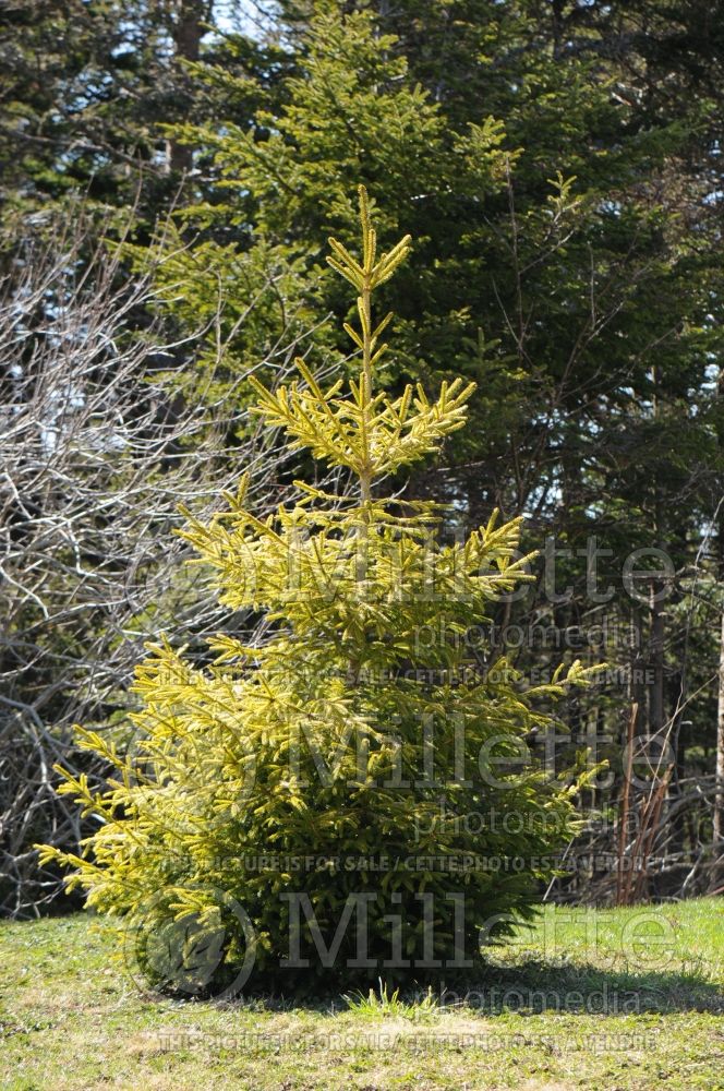 Picea The Limey (Spruce conifer)  3