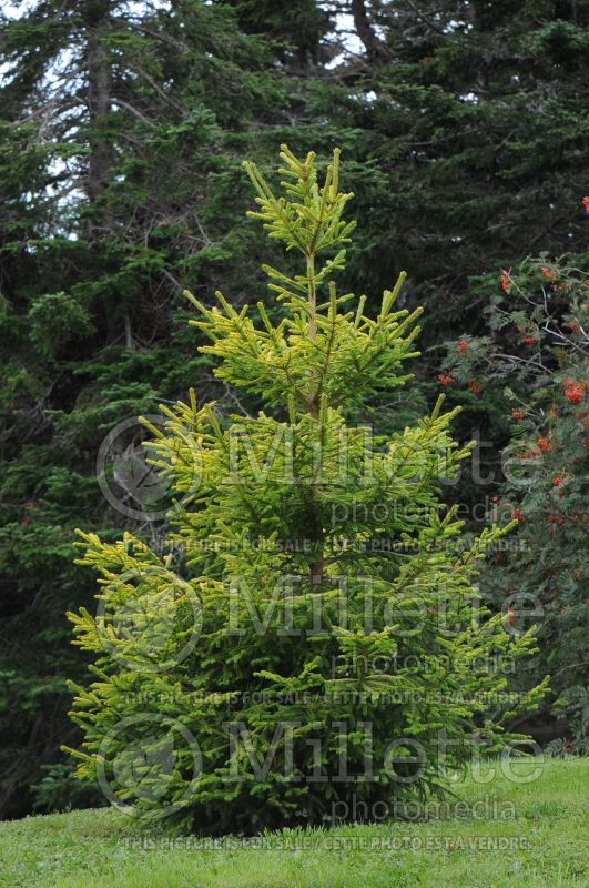 Picea The Limey (Spruce conifer)  5