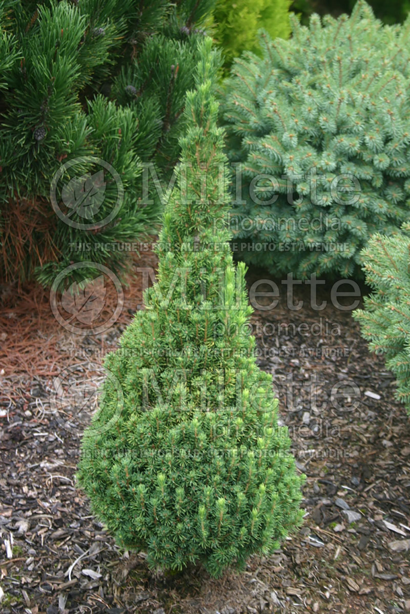 Picea Zuckerhut (Swiss Pine conifer) 1