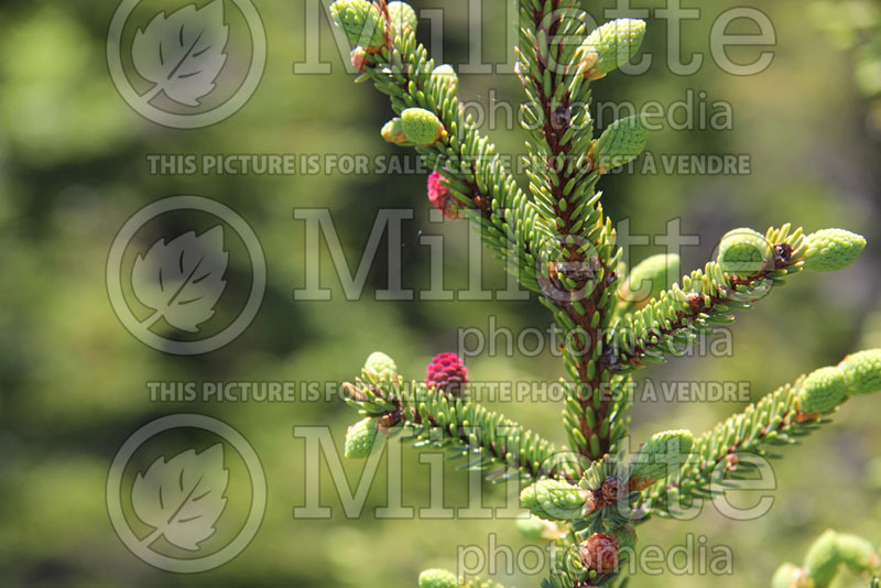 Picea mariana (Spruce conifer) 1