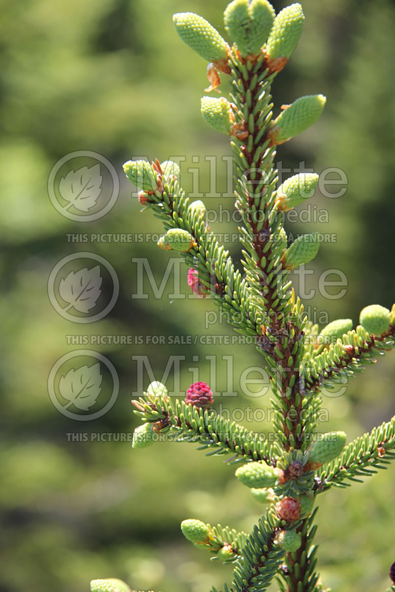 Picea mariana (Spruce conifer) 2