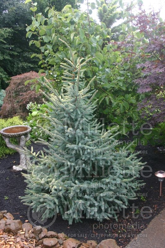 Picea Aureovariegata (Spruce conifer) 1