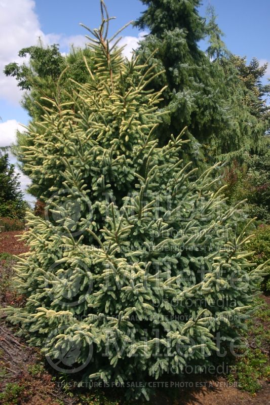 Picea Aureovariegata (Spruce conifer) 2