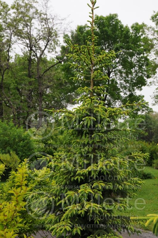 Picea Aureovariegata (Spruce conifer) 3