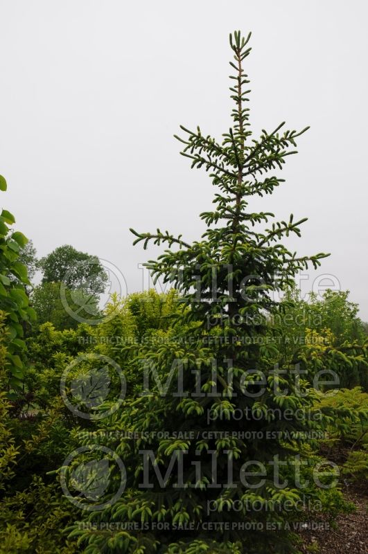 Picea Aureovariegata (Spruce conifer) 5