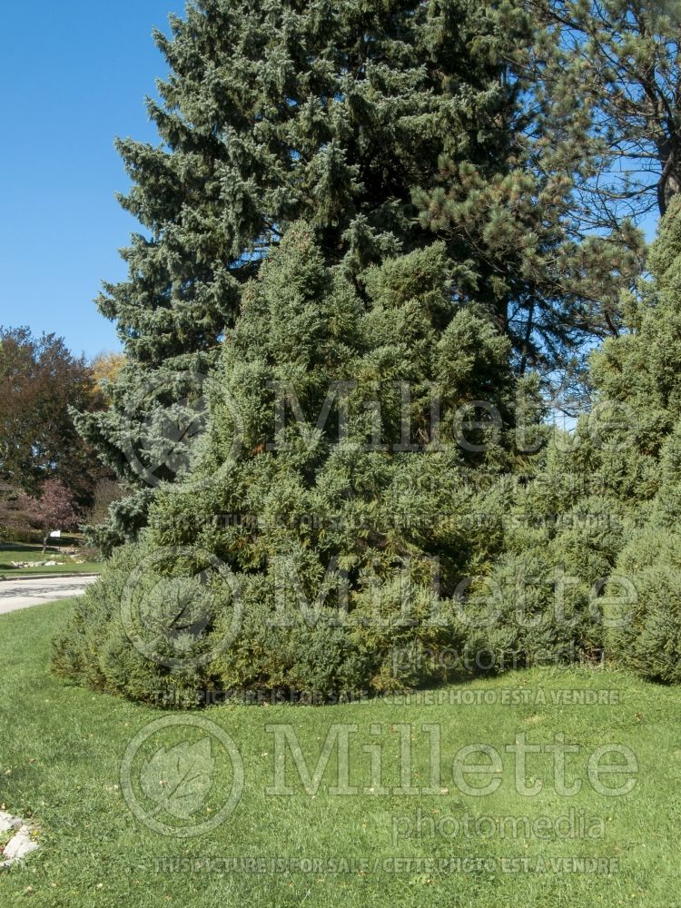 Picea Doumetii (Black Spruce conifer) 1