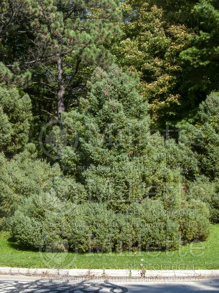 Picea Doumetii (Black Spruce conifer) 2