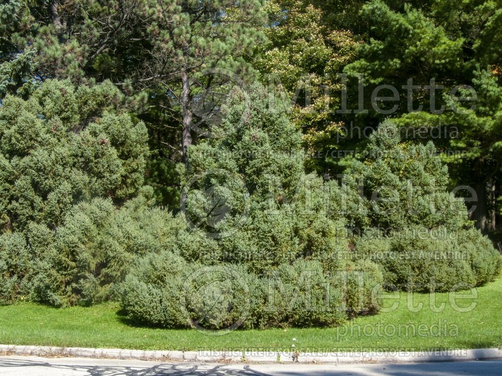 Picea Doumetii (Black Spruce conifer) 3