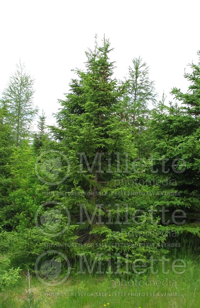 Picea mariana (Spruce conifer) 6