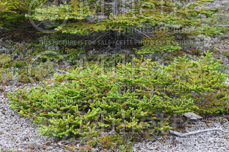 Picea mariana (Spruce conifer) 3