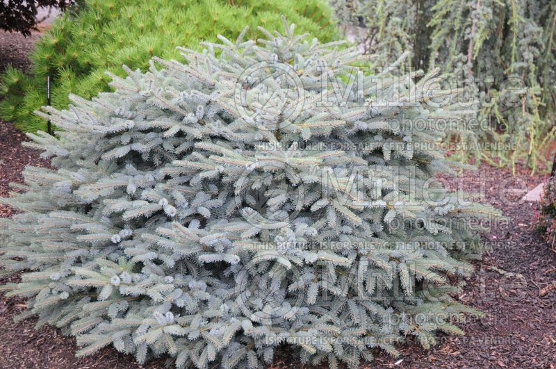 Picea Machala (spruce conifer) 1 