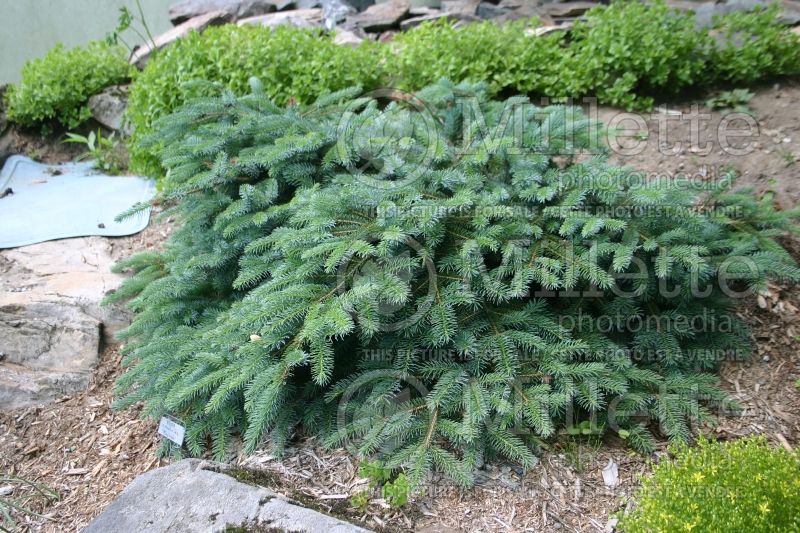 Picea Machala (spruce conifer) 2 