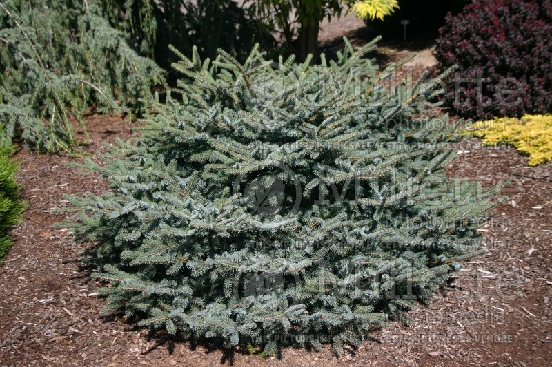 Picea Machala (spruce conifer) 3 