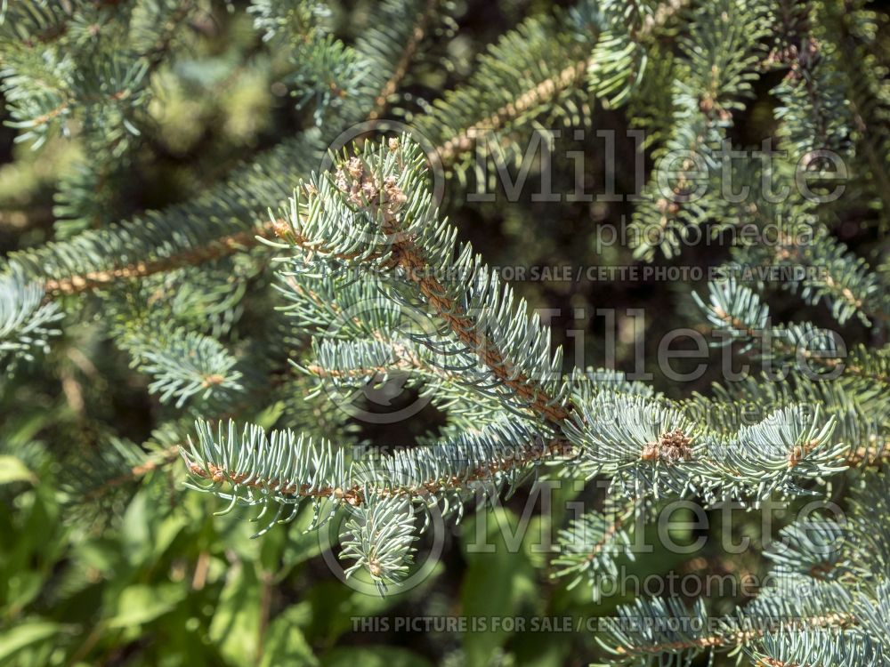 Picea meyeri (Spruce conifer - Épinette) 4 