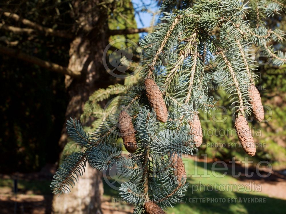 Picea meyeri (Spruce conifer - Épinette) 6 