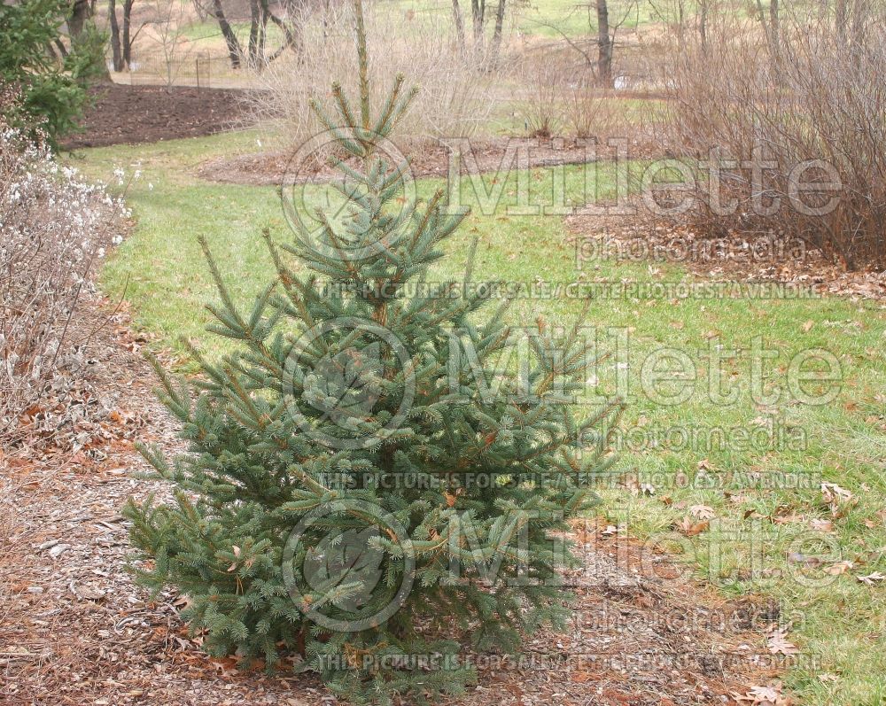 Picea meyeri (Spruce conifer - Épinette) 1 