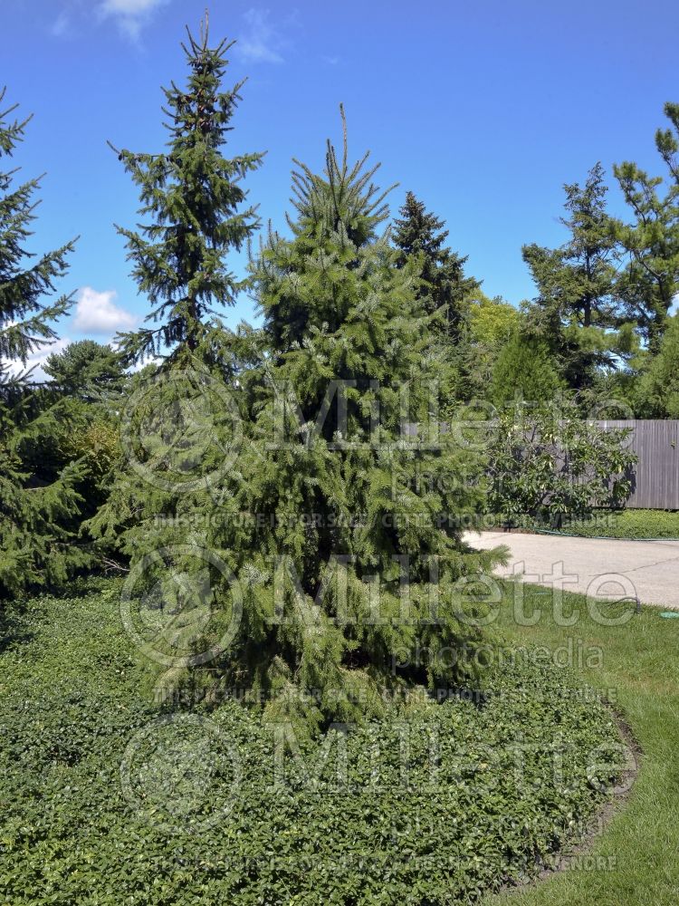 Picea omorika (Serbian spruce Mountain Spruce conifer) 14 