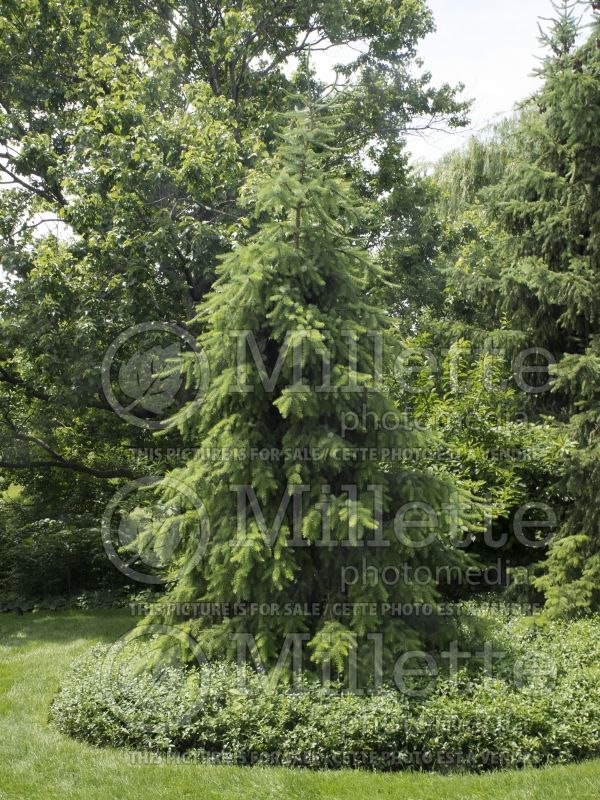 Picea omorika (Serbian spruce Mountain Spruce conifer) 15 