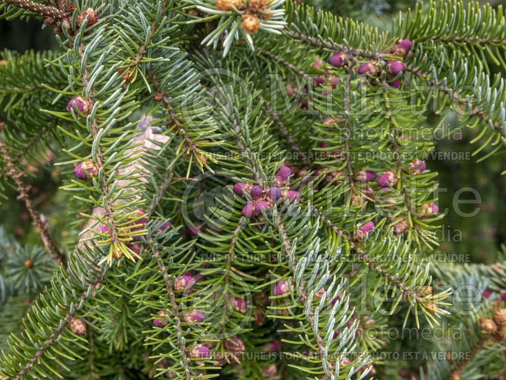 Picea Bruns (Serbian spruce Mountain Spruce conifer) 2