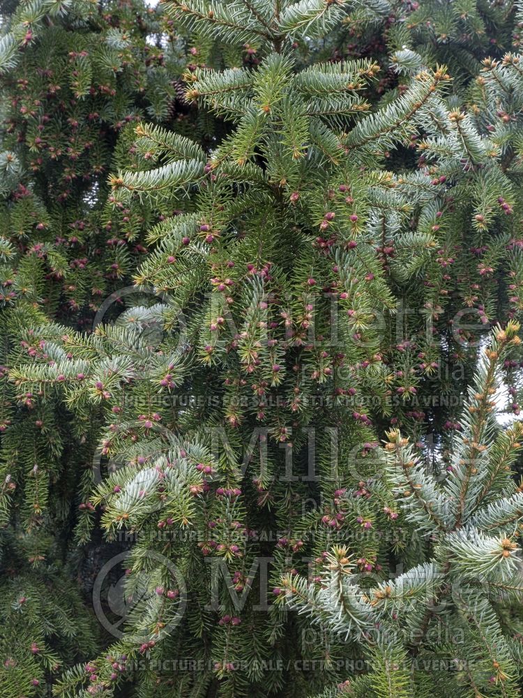 Picea Bruns (Serbian spruce Mountain Spruce conifer) 3