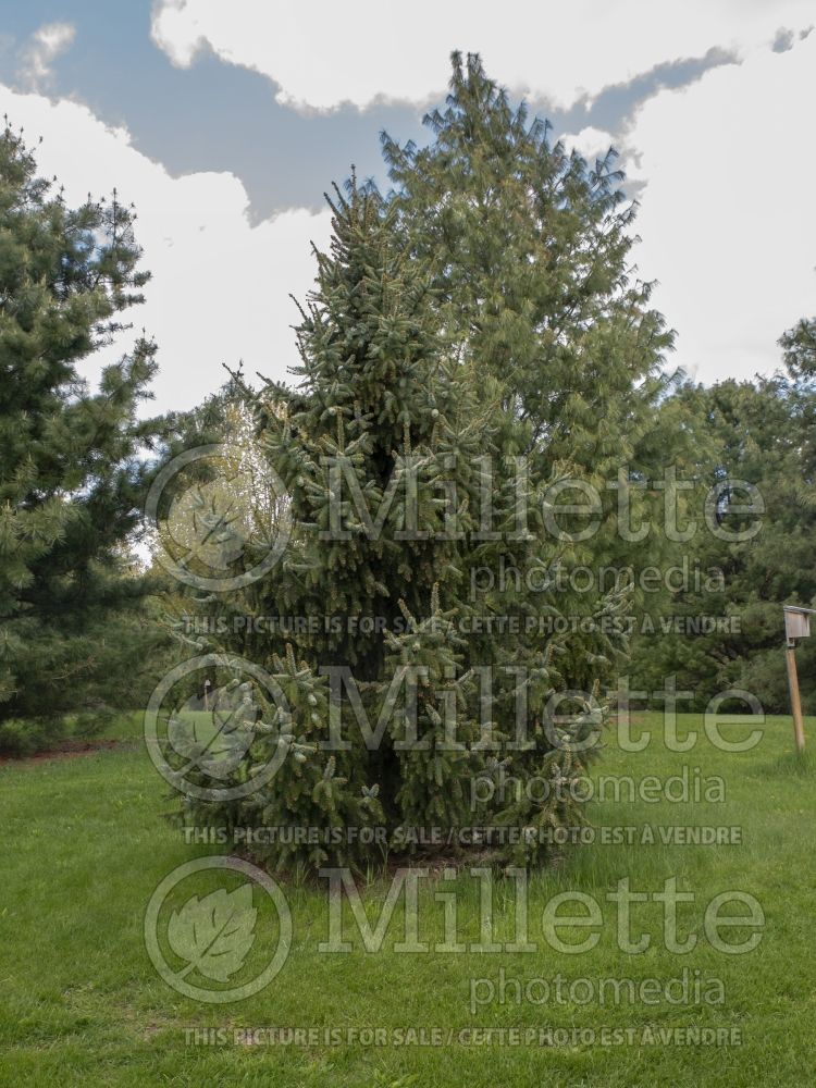 Picea Bruns (Serbian spruce Mountain Spruce conifer) 4