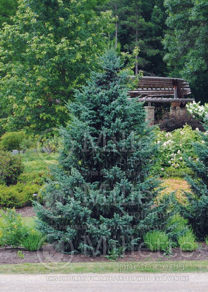 Picea Bruns (Serbian spruce Mountain Spruce conifer) 1