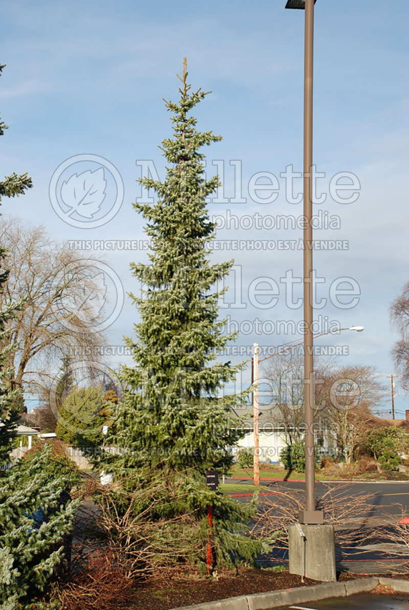 Picea omorika (Serbian spruce Mountain Spruce conifer) 5 