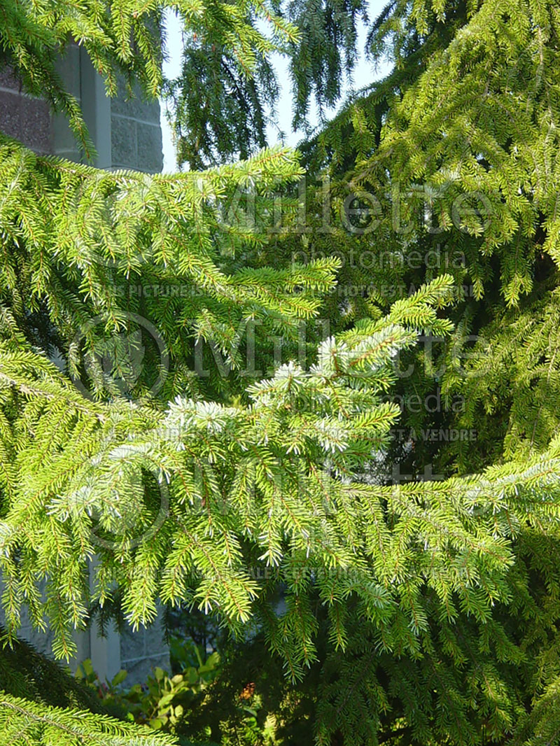 Picea omorika (Serbian spruce Mountain Spruce conifer) 4 