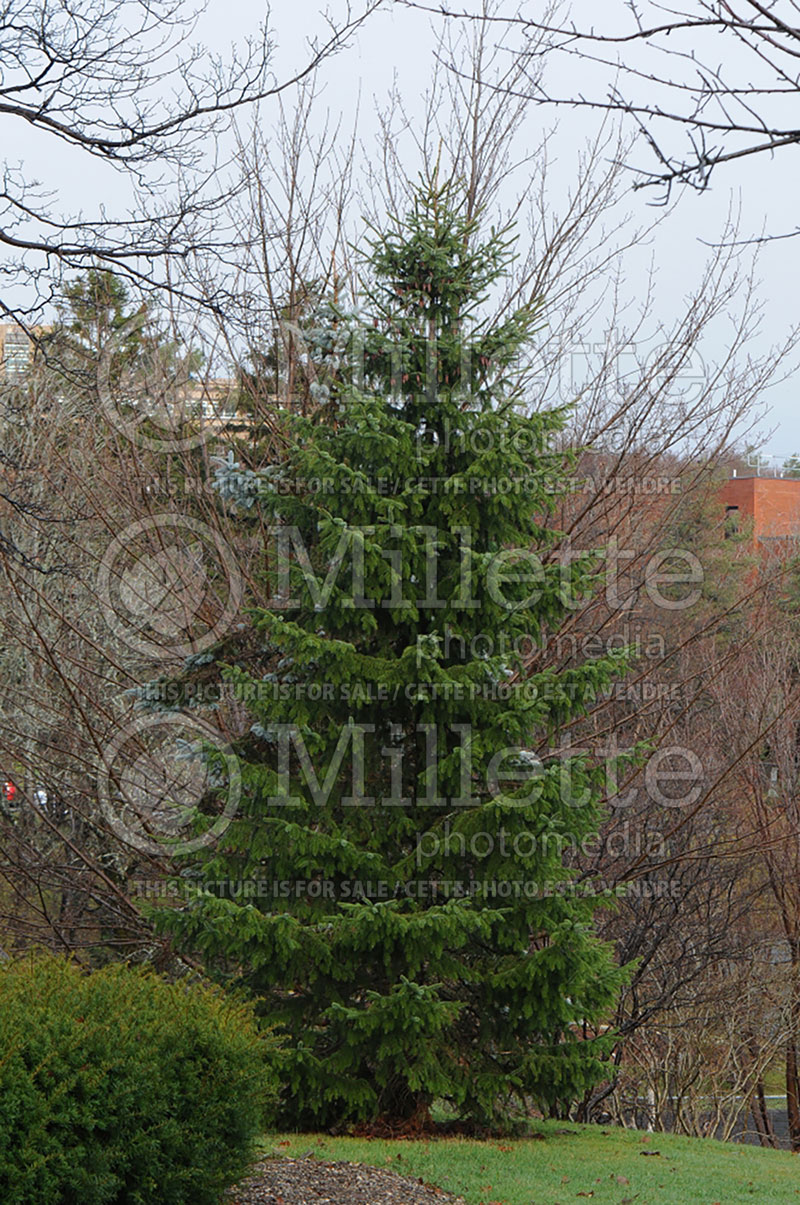 Picea omorika (Serbian spruce Mountain Spruce conifer) 12 