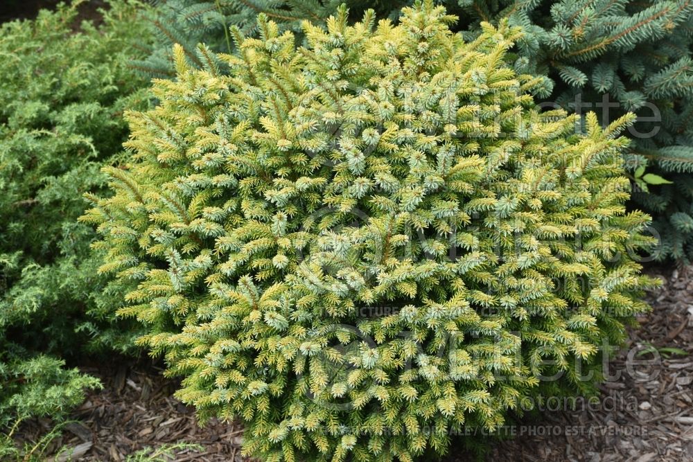 Picea Golden Midget (Serbian spruce Mountain Spruce conifer) 2