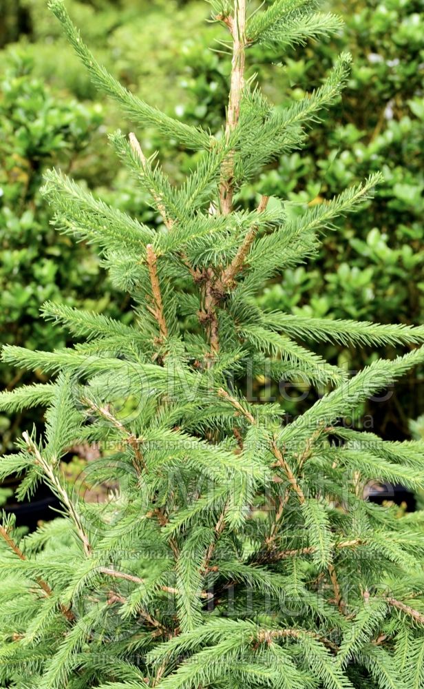 Picea omorika (Serbian spruce Mountain Spruce conifer) 16 