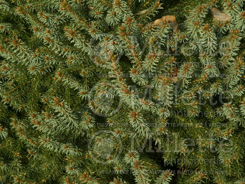 Picea omorika Nana (Serbian spruce Mountain Spruce conifer) 13