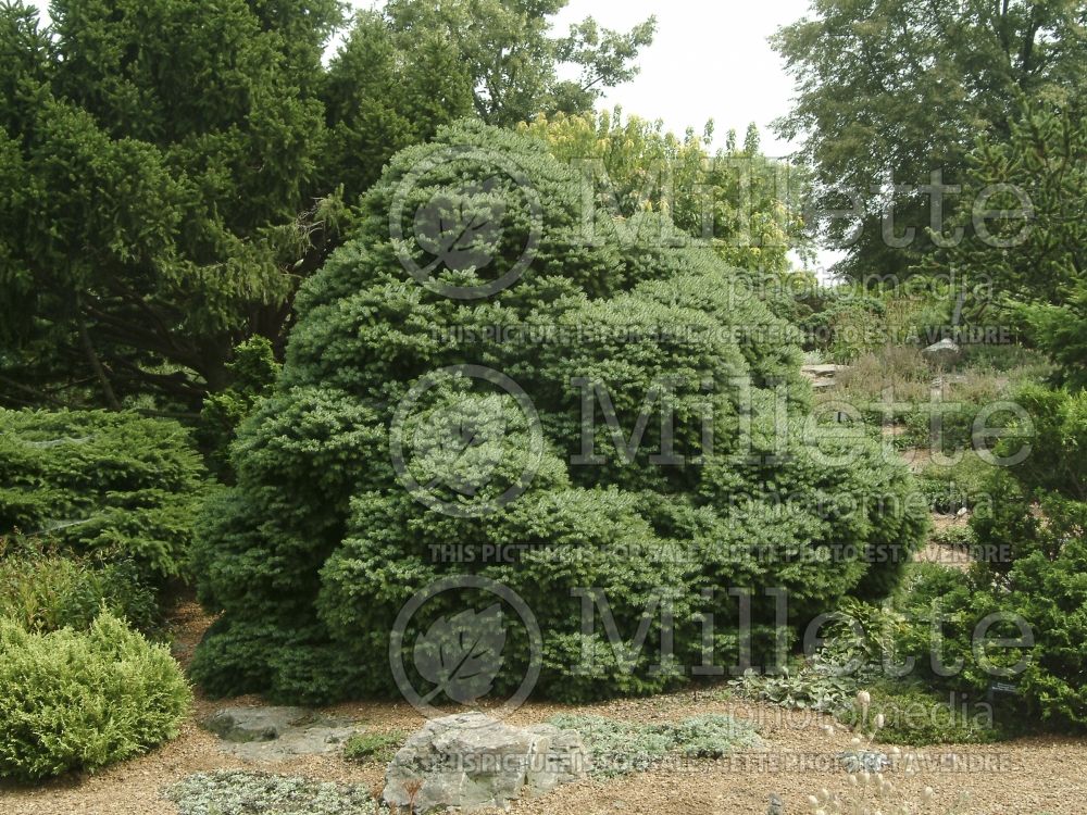 Picea omorika Nana (Serbian spruce Mountain Spruce conifer) 14