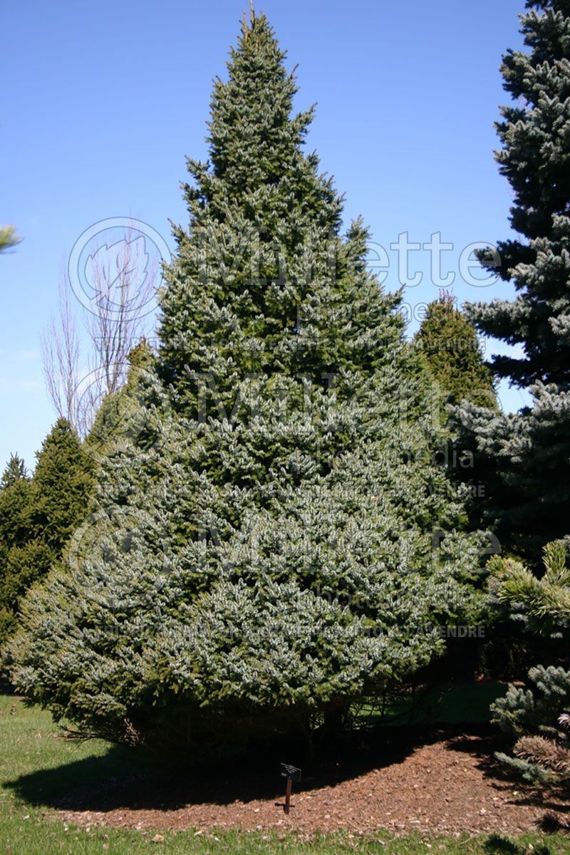 Picea omorika Nana (Serbian spruce Mountain Spruce conifer)  4