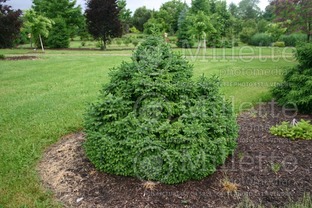 Picea omorika Nana (Serbian spruce Mountain Spruce conifer)  2