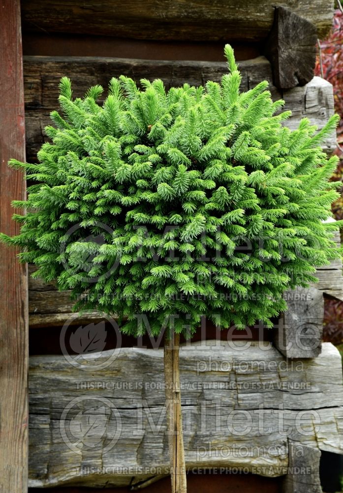 Picea omorika Nana (Serbian spruce Mountain Spruce conifer) 10