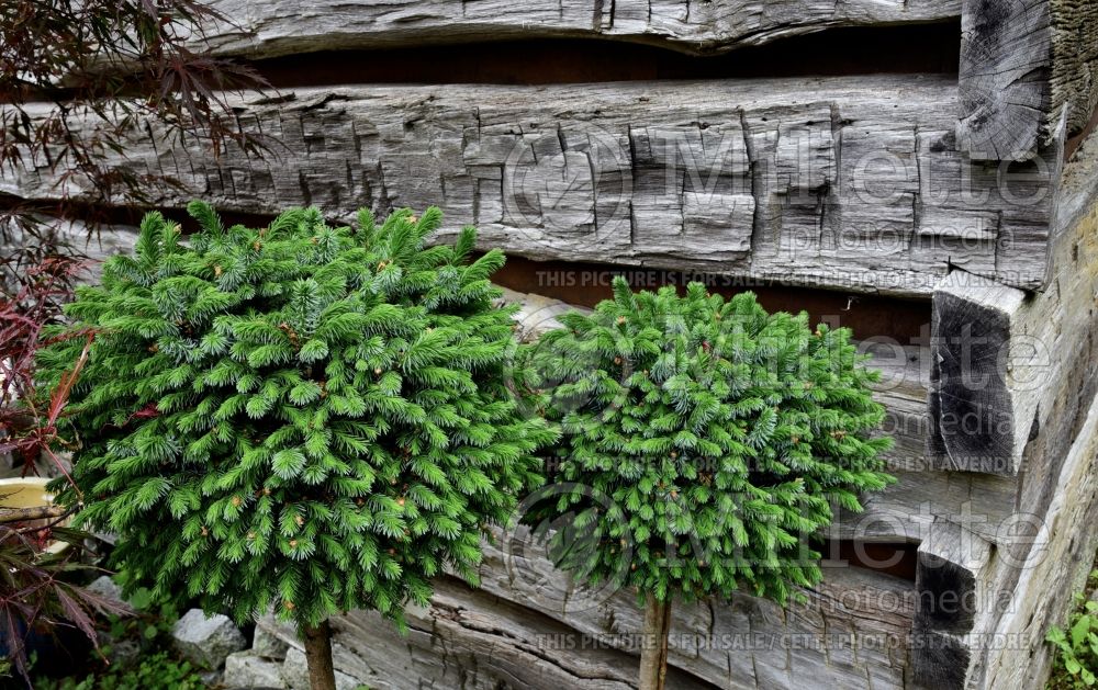 Picea omorika Nana (Serbian spruce Mountain Spruce conifer) 11