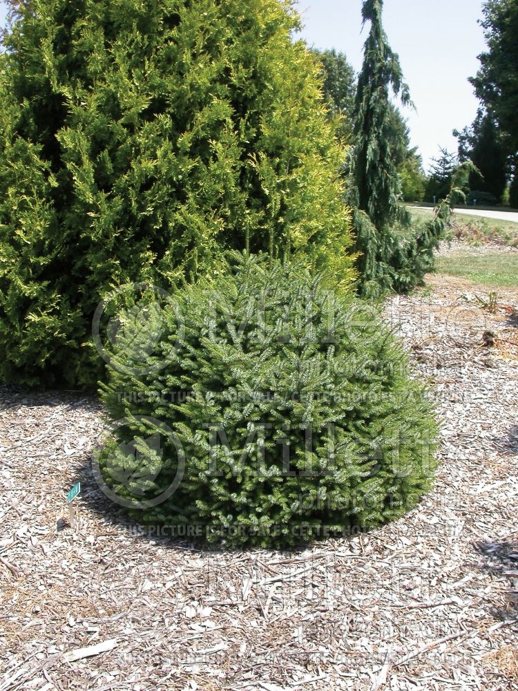 Picea omorika Nana (Serbian spruce Mountain Spruce conifer) 9