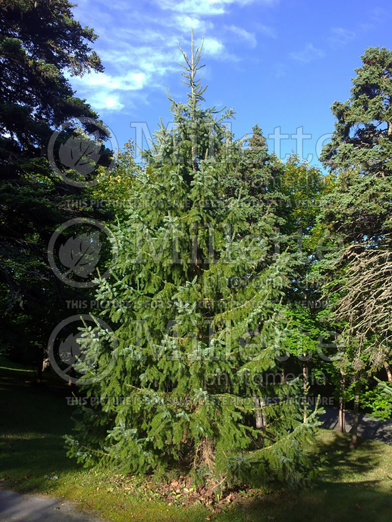 Picea omorika (Serbian spruce Mountain Spruce conifer) 13 