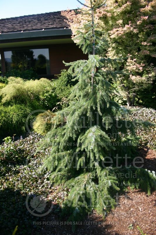 Picea omorika Pendula (Serbian spruce Mountain Spruce conifer) 1 