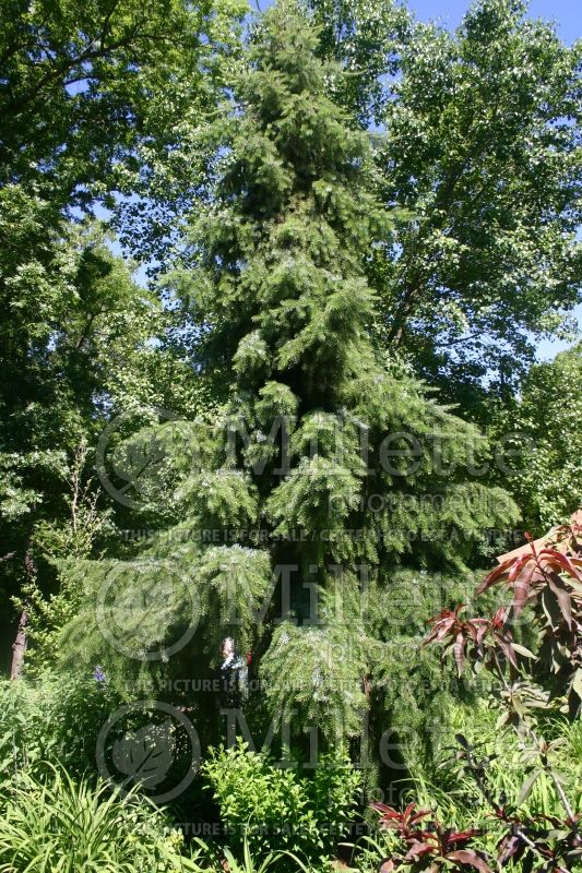 Picea omorika Pendula (Serbian spruce Mountain Spruce conifer) 2 