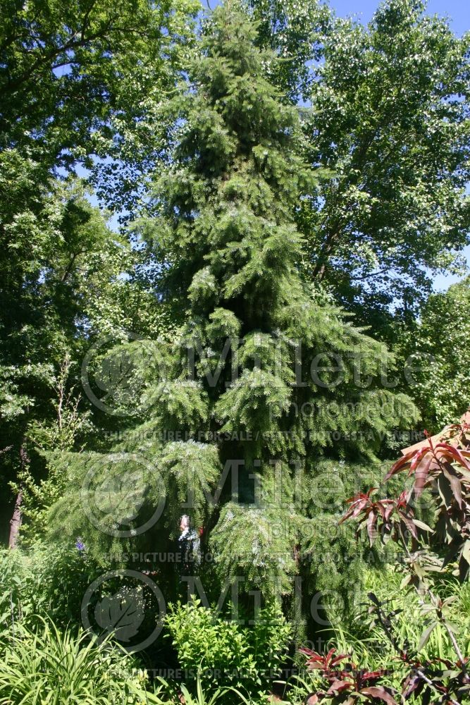 Picea omorika Pendula (Serbian spruce Mountain Spruce conifer) 11 