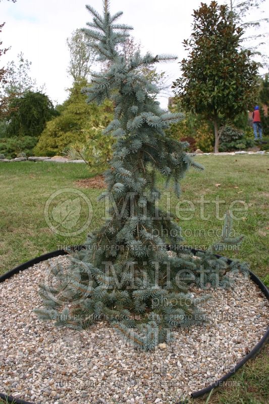 Picea omorika Pendula (Serbian spruce Mountain Spruce conifer) 3 